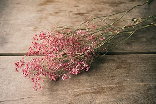 NaDeco Schleierkraut, getrocknet, im Bund, Länge ca. 50-60cm, in Natur und Gefärbt Gypsophila paniculata Gipskraut Trockenblumen Naturdeko Trockendeko für Vasen Pampasgras Deko, Farbe:Rot