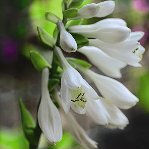 Hosta Frances Williams Garden Plant Hardy Perennial Flowering Garden Plants Easy to Grow Your Own 3X Bare Root by Thompson and Morgan