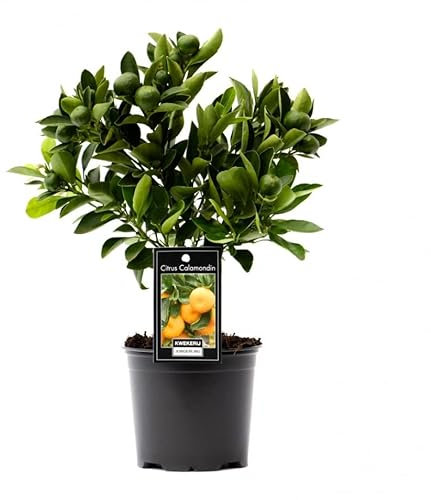 Citrus Tree Calamondin | Calamansi Plant | | Height 23 cm | Pot 12 cm | Living Room Ready Potted Citrus Plant