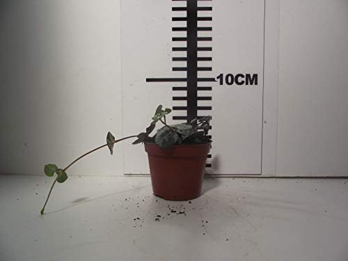 Portal Cool Ceropegia Woodii Diretta Pianta Tropicale Terario