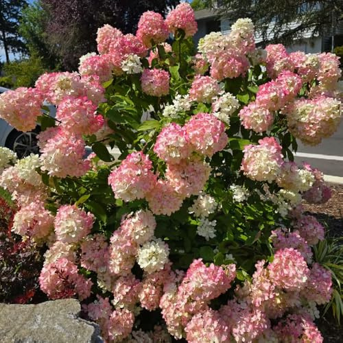ortensia a pannocchia da balcone recisi Ortensia paniculata d'appartamento rare rampicanti, da giardino roccioso in vaso siepi balcone insoliti 25semi