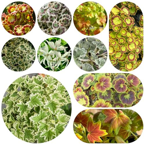 Gerani, serre da balcone di biologiche da esterno arredamento del soggiorno balcone serra interna appartamento esotiche recisi Giardino roccioso: 300semi