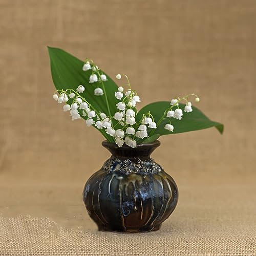 lirio de los valles, en de silvestres, lirio los valles Cultivar jardín en un balcón lugares soleados 25bulbos