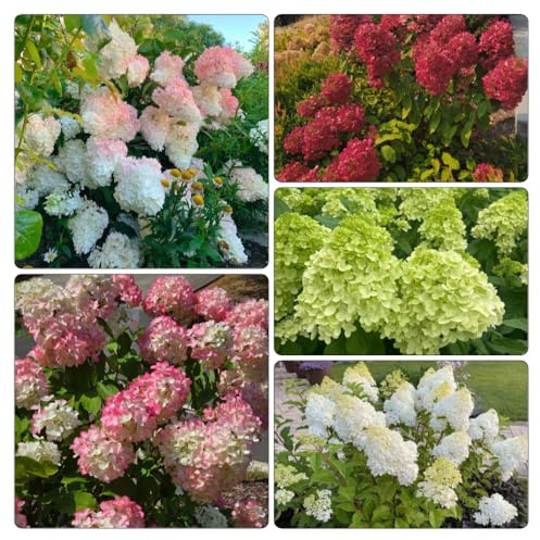 semi di ortensia paniculata, Hydrangea paniculata, raro giardino roccioso decorazione del soggiorno rampicanti giardino balcone tappezzanti 120pcs