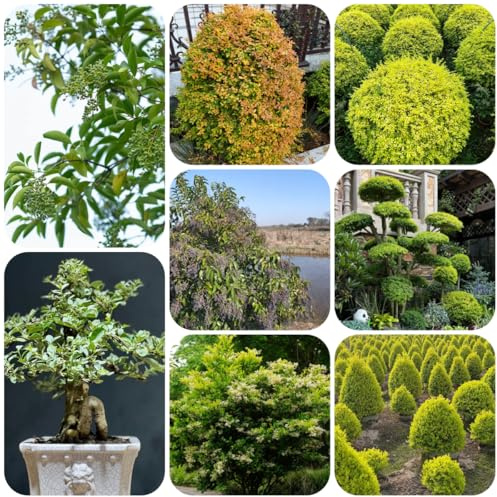 semi di ligustro, Decorazioni giardino resistenti per il soggiorno rare decorazioni giardino per esterni autunnali, resistenti, interno zone soleggiate 200semi