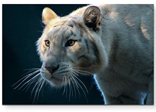 Paul Sinus Art Leinwandbilder | Bilder Leinwand 120x80cm Nahaufnahme weißer Tiger
