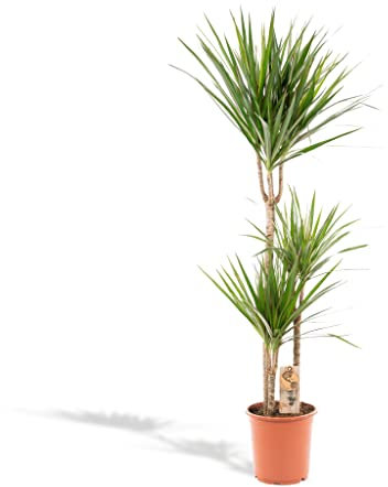 Hello Plants Dracaena Marginata Drachenbaum 120cm hoch, 21Ø - Große Zimmerpflanzen - Tropische Palme - Luftreinigungsanlage - Frisch aus der Gärtnerei