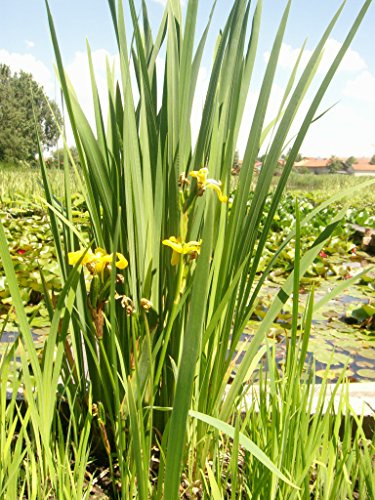 Mühlan - 6 Töpfe (mindestens 4 Sorten) Teichpflanzen für den Gartenteich, ideal zur Bepflanzung der Ufer- und Sumpfzone