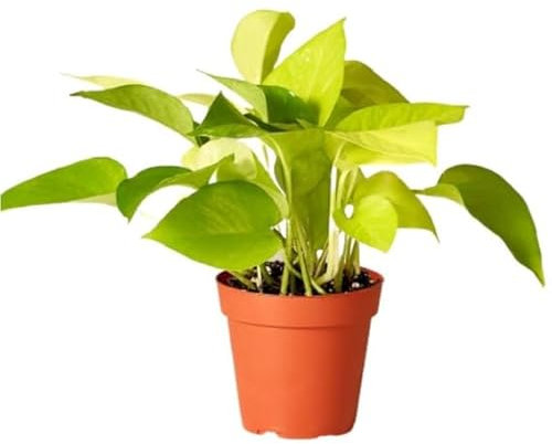 Poto Amarillo Natural Planta Tapizante que Marcará la Diferencia