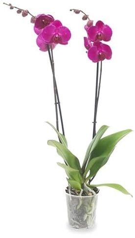 Orquídea Natural Planta de Interior que te Alegrará el Día