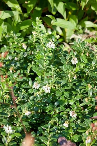 Bärentraube Arctostaphylos uva-ursi Massachusetts 20-25 cm winterhart | Rosa Blueten, rote Beeren, sonnig bis halbschattig, trockenheitsvertraeglich, ideal für Boeschungen und Steingaerten