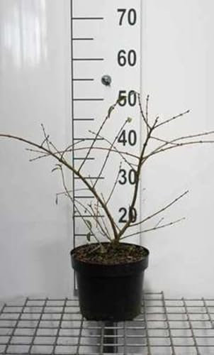 Ligustrum obtus. 'Massif' - Troène 25-30 cm en pot