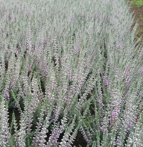 3 Stck. Besenheide Calluna vulgaris Silver Night Sommerheide 10-15 cm immergrün