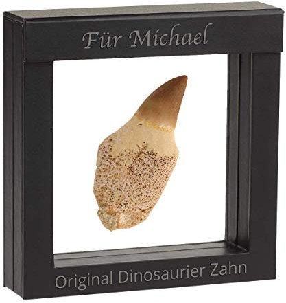 Historia Original Dinosaurier Zahn mit Ihrer individuellen Gravur I 80 Mio. Jahre alt I im Schweberahmen mit Magnetverschluss