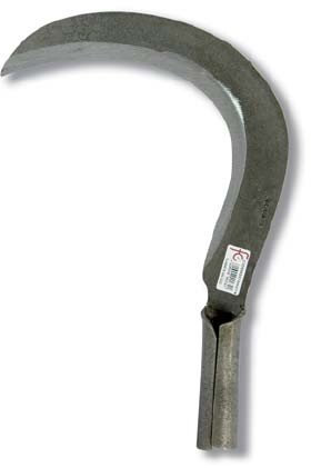 Flores Cortés - Tajamata gallego