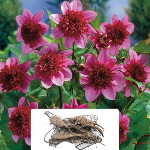 1 Dahlia Blue Bayou – Stunning Powder Puff Anemone Blooms – RHS Plants for Pollinators – Summer-Flowering Perennial Bulb – Perfect for Your Garden – Grown for The UK Climate