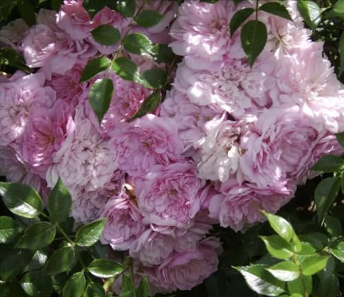 Super Fairy - Climbing Rose - Bare Root