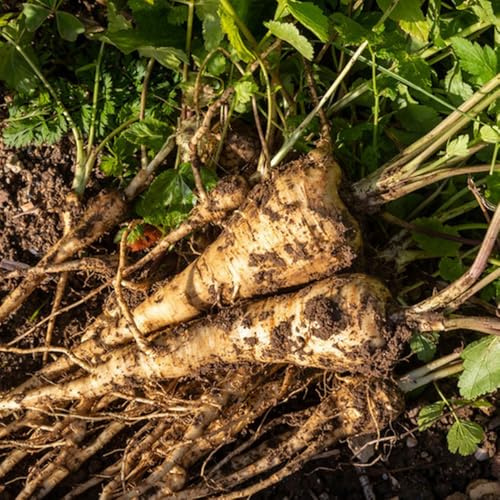 chirivías de jardín perennes resistentes chirivía variedades raras de vegetales antiguos verdes orgánicas exóticas trepadoras exóticas interior, semillas hortalizas, 160semillas