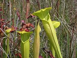 10 pezzi di semi di piante Sarracenia alata Pale Pitcher