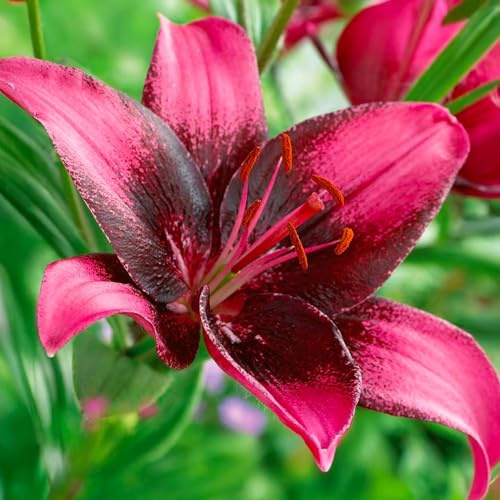 Bulbi di LILIUM (GIGLI) | Bulbi provenienti dai migliori produttori Olandesi | Esclusiva selezione e controllo qualità | Fioritura garantita. (2 Lilium Asiatic PURPLE EYE)