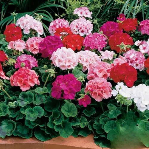 Maverick F1 Series Geranium Flower Garden Seeds - Mix - 100 Seeds - Annual Flower Gardening Seed - Pelargonium x hortorum