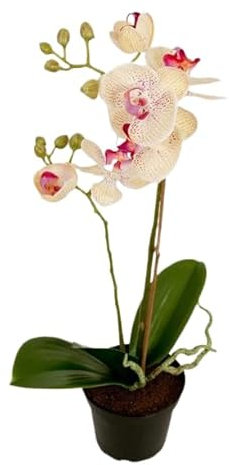 Orquídea Phalaenopsis: Planta Natural para Disfrutar de la Belleza de la Naturaleza