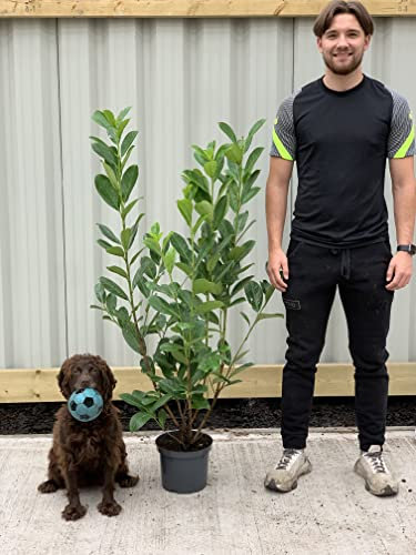 Established Cherry Laurel Hedge Plant | 90-110cm / 4 LTR Pot