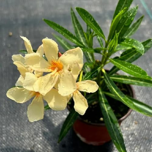 Semi di oleandro - semi di Nerium oleander - arbusti fioriti resistenti regali sostenibili regali per gli amanti del giardino giardino di arbusti resistenti per il 30pcs