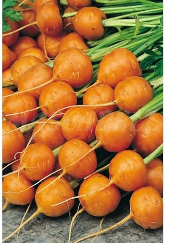 Semillas hortícolas - Zanahoria redonda de parís - Mascarell