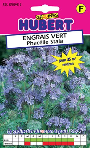 Graines de Phacélie Pour 35 m² - Engrais Vert - 25 grammes