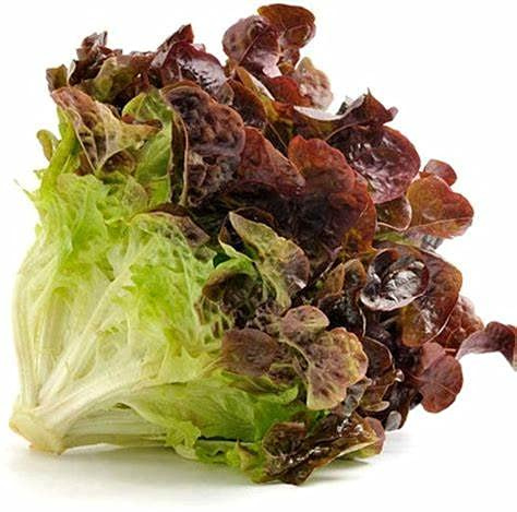 Ruby Red Lettuce Leaf Seeds (100 Count) COOL BEANS N SPROUTS Brand. Home Gardening.