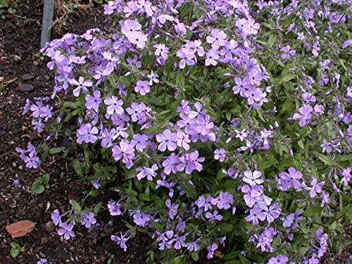 Phlox divaricata 'Chattahoochee' ca. 9x9 cm Topf - Waldphlox, lavendelblaue Blüten, Blütezeit April-Juni, ideal für halbschattige Beete, bienenfreundlich