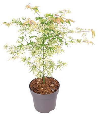 Plant in a Box - Acer palmatum 'Ukigumo' - Arce japonés resistente al invierno - Hojas verdes - Maceta 19cm - Altura 50-60cm