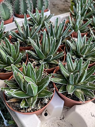 VIVAIO GARDEN FOREST Agave Regina Vittoria, Vaso 10,5 cm | Agave victoriae reginae, Pianta grassa ornamentale, Succulenta da collezione, Per interni luminosi