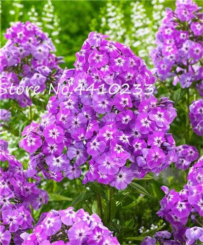 50 Pz Bonsai Phlox Fiore Phlox Drummondii Casa Giardino Decorazione Ventana Alféizar Guarda Fiore Phlox Fiore Semente Mix Colori: f
