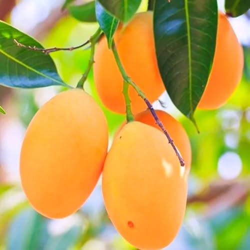 semi di mango - giardino esotiche resistenti decorative biologici appartamento perenni 2pcs