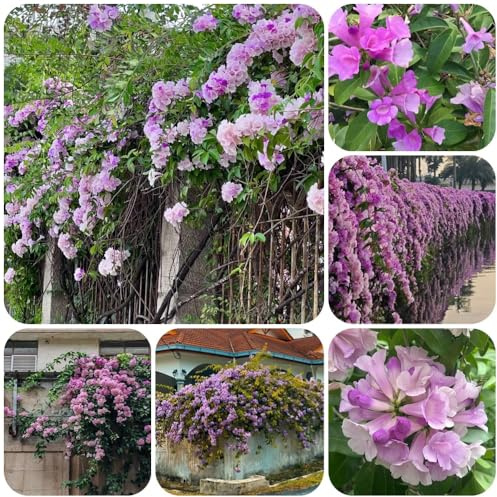 Semi di Mansoa alliacea, di campo semi di rampicanti, rustiche crescita rapida rampicante biologici 100pcs