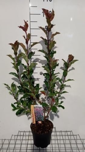 Photinia fras. 'Magical Volcano'® ('kolmavoca') - Photinia De Fraser 'Magical Volcano' 30-40 cm en pot