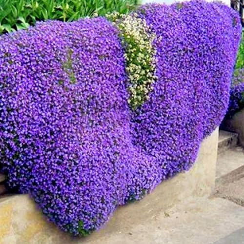 Semi Di Aubrieta Crescione, Seme Aubretia fiori Perenni per Giardino Roccioso, Resistenti al Freddo, 500 Semi, Aubrieta seeds (lilla)