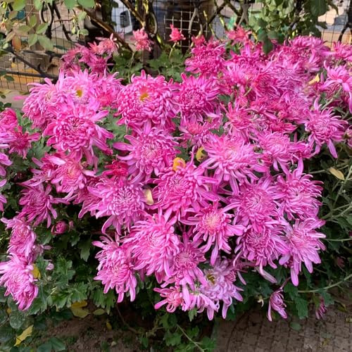 semi di crisantemo rampicanti di biologiche da esterno rampicante rara balcone serra interna arredamento del soggiorno Giardino roccioso: 900pcs