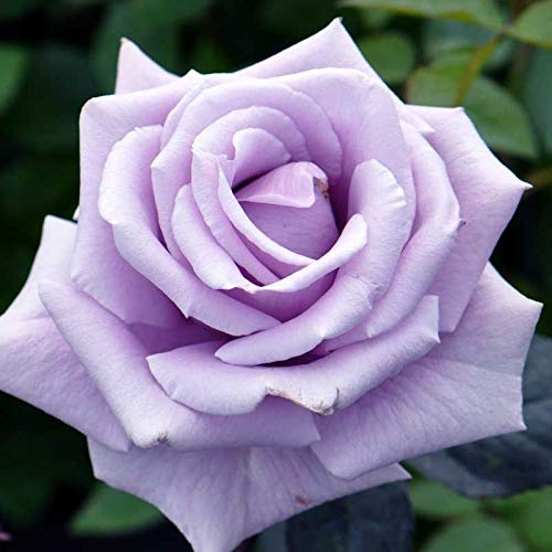 10 Sterling Silver Hybrid Tea Rose Seeds
