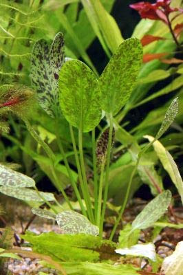 AquaPlants Echinodorus Reiner's Felix - TOP Rarity
