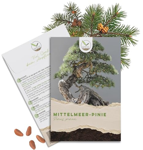 Außergewöhnliche Bonsai Samen mit hoher Keimrate - Pflanzen Samen Set für deinen eigenen Bonsai Baum (1x Mittelmeer Pinie)
