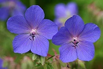 Geranio 'Johnson Blue': grani