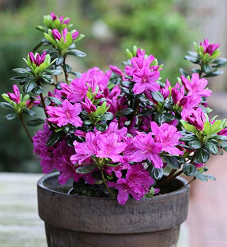 Japanische Azalee Lady Dark® 25-30cm - Rhododendron obtusum - Zwerg Alpenrose - lebende Gartenpflanze aus den Baumschulen