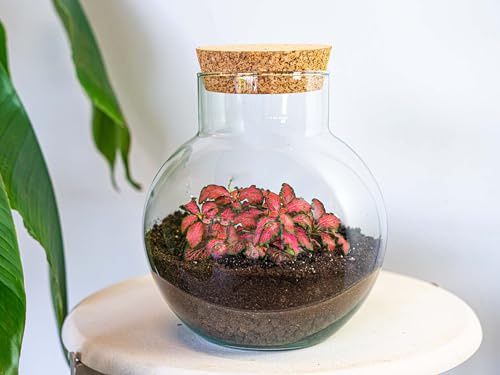 urbanjngl - Noah Pflanzen Terrarium DIY Kit - Ø 18,5 cm, Höhe 19 cm - Selbstversorgendes Ökosystem für Pflanzen, ideal für Zuhause und Büro