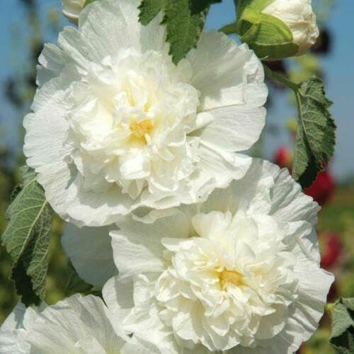 Buy4seeds 20 Chater's White Double Icicle Hollyhock Seeds Easy to Grow Garden