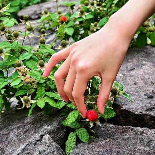 fresa silvestre comprar semillas en resistentes al aire libre de fresa silvestre orgánicas, interior de jardín 150pcs