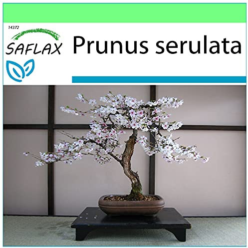SAFLAX - Ciliegio del Giappone/Sakura - 30 semi - Prunus serulata