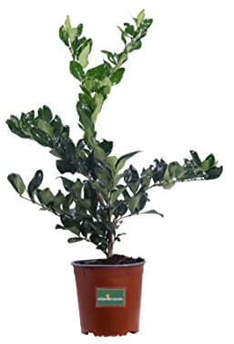 Pianta di Ligustro del Texas o Ligustrum Texanum diverse grandezze cespuglio ornamentale da esterno pianta vera ideale per siepe venduta da eGarden.store (Vaso 17 cm)